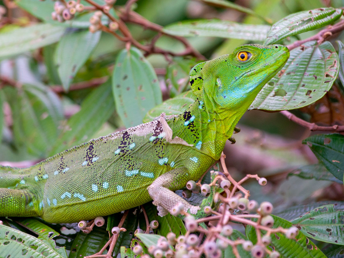 Female Common Basilisk Lizard, Tortuguero National Park