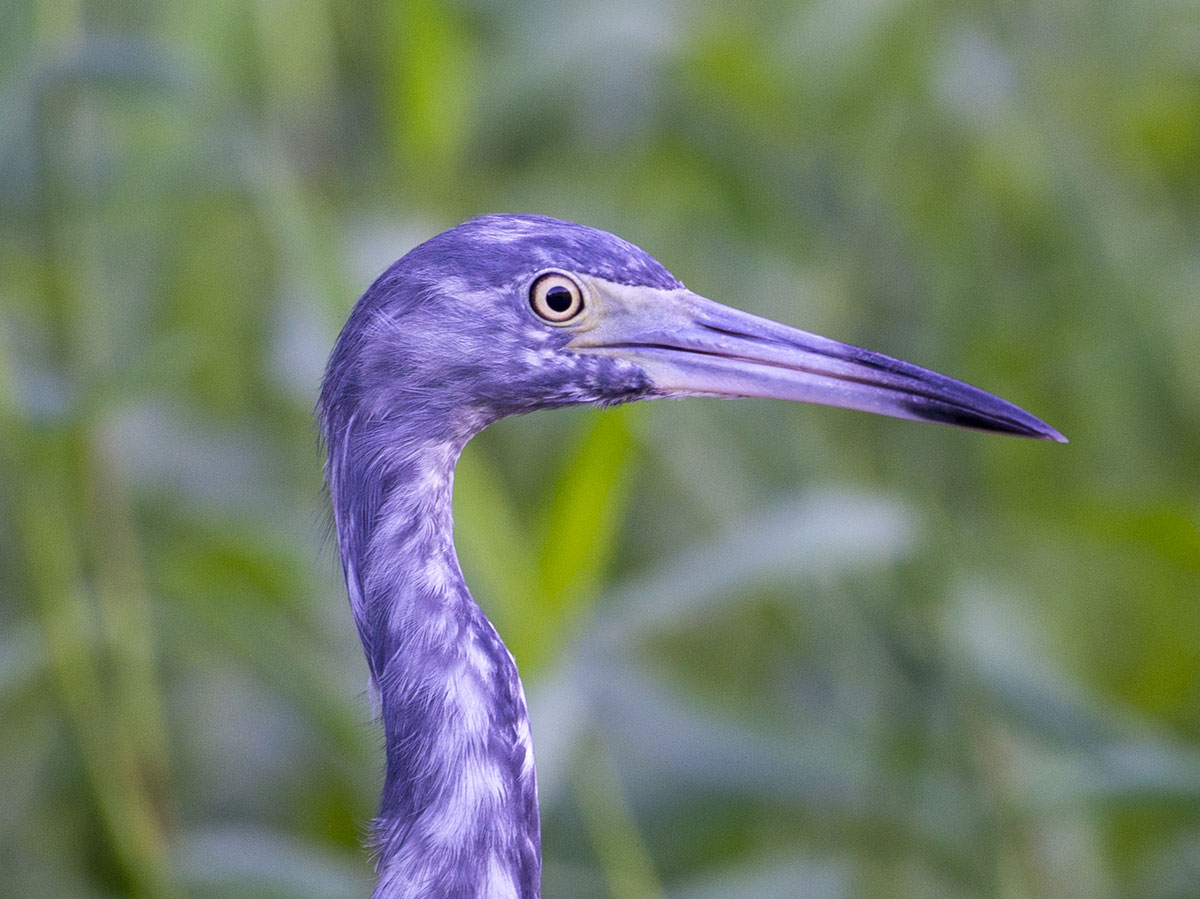 Little Blue Heron, Tortuguero National Park