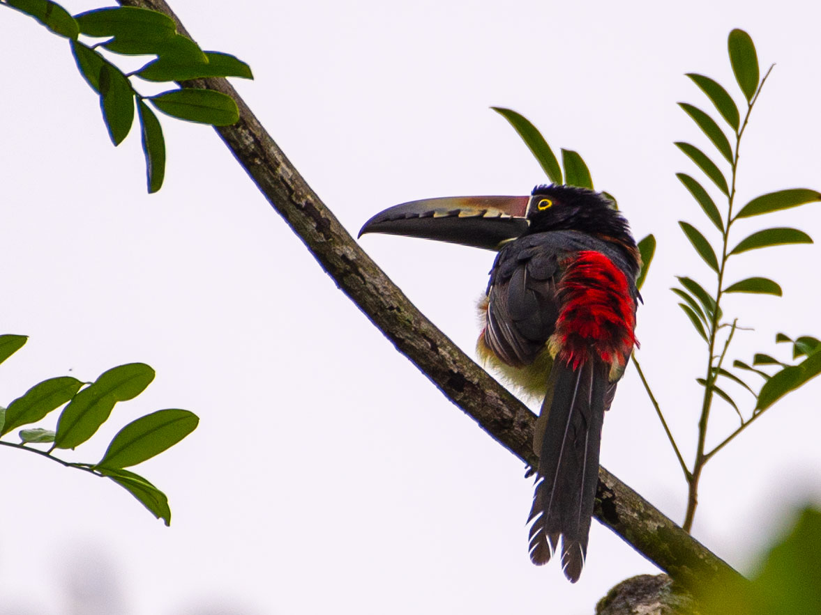 Collared Aracari at Tortuga Lodge & Gardens