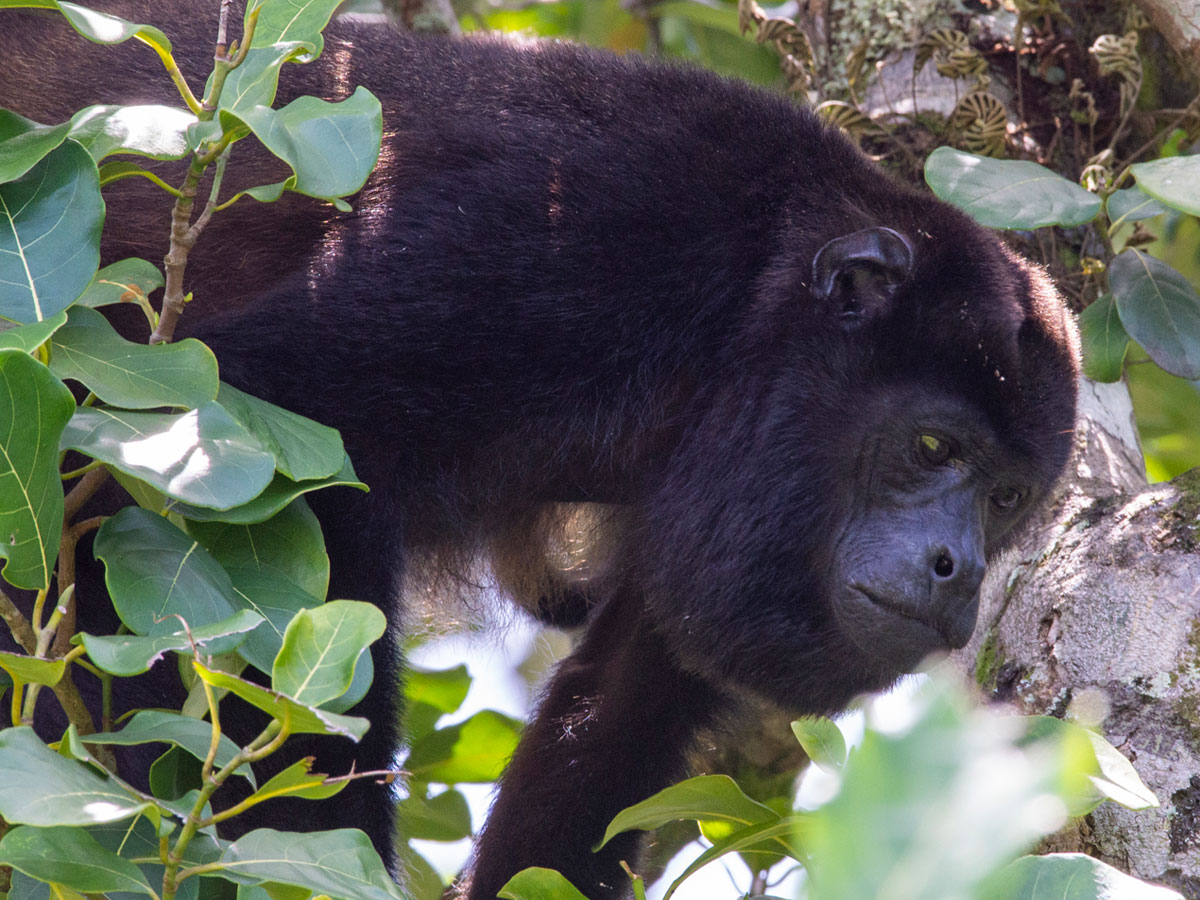 Howler Monkey, Tortuguero National Park