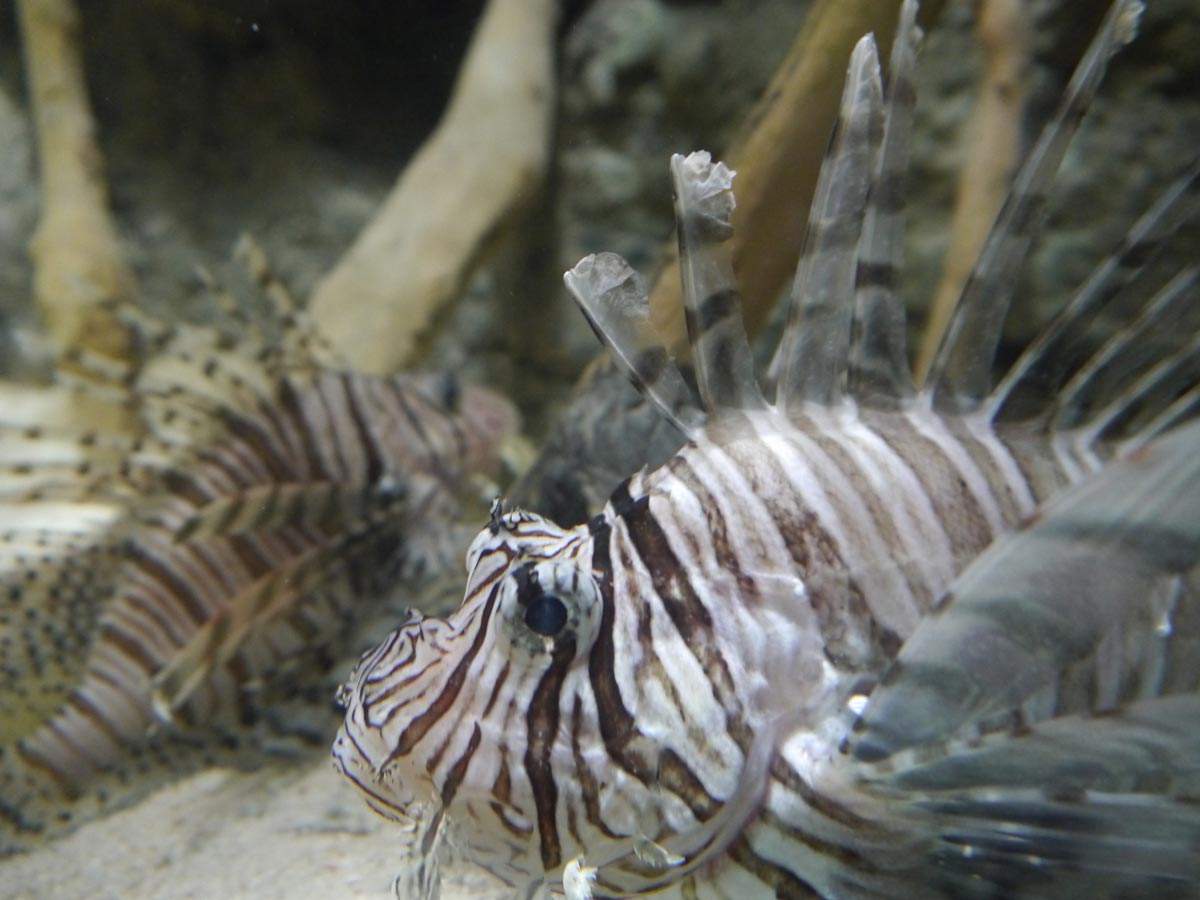 Lion Fish at Aquaria KLCC