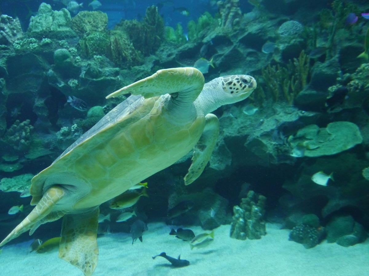 Turtle at Aquaria KLCC