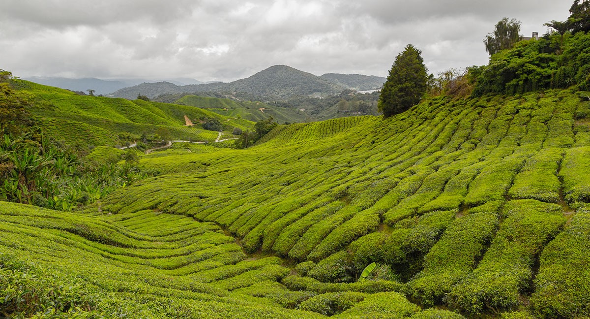  Boh Tea Plantation, The Cameron Highlands