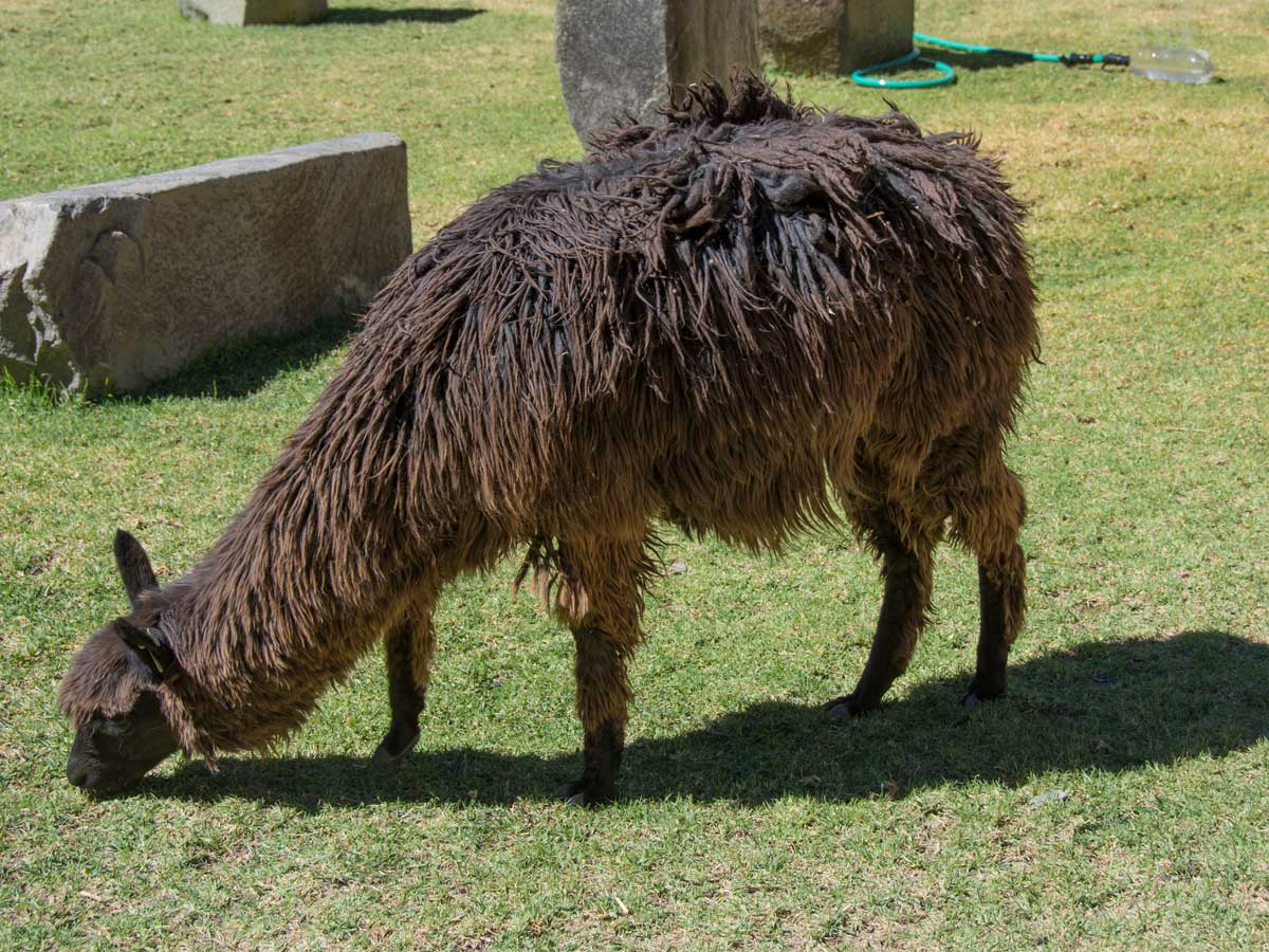 Alpaca grazing in the grounds of the inca ruins