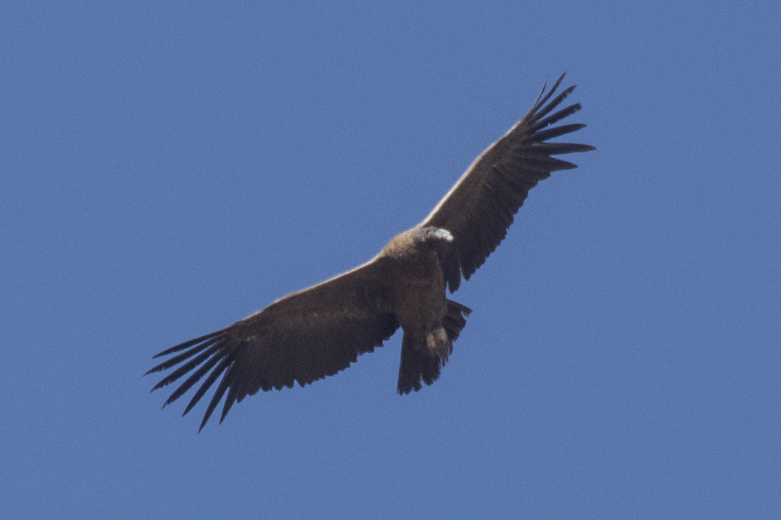 Andean Condor at Cruz del Condor