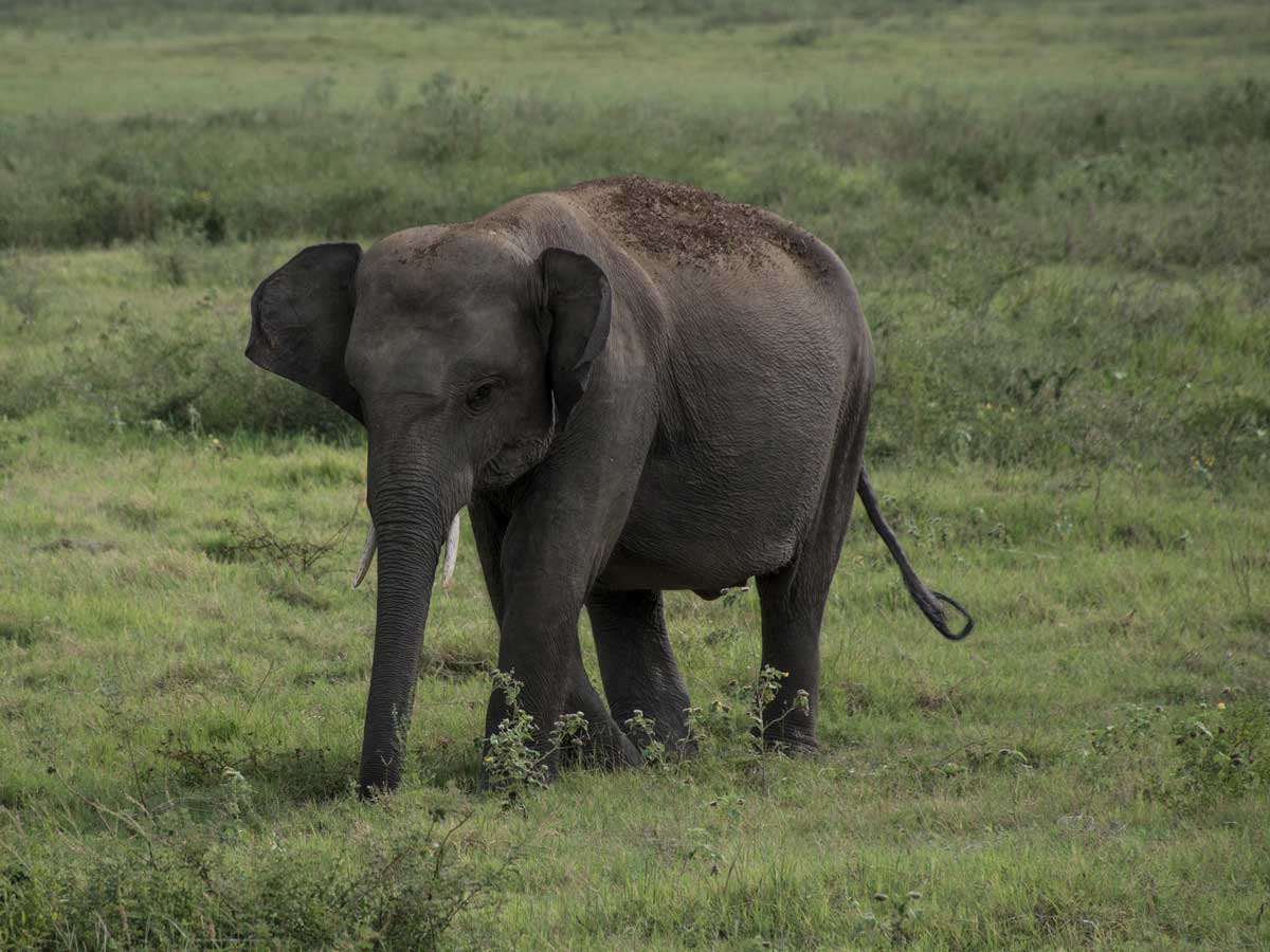 Elephant safari in Minneriya 