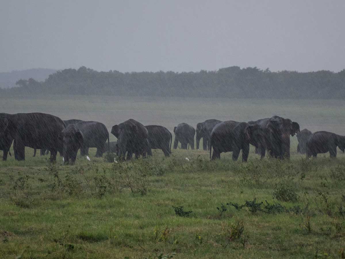 Elephant safari in Minneriya - caught in the storm!