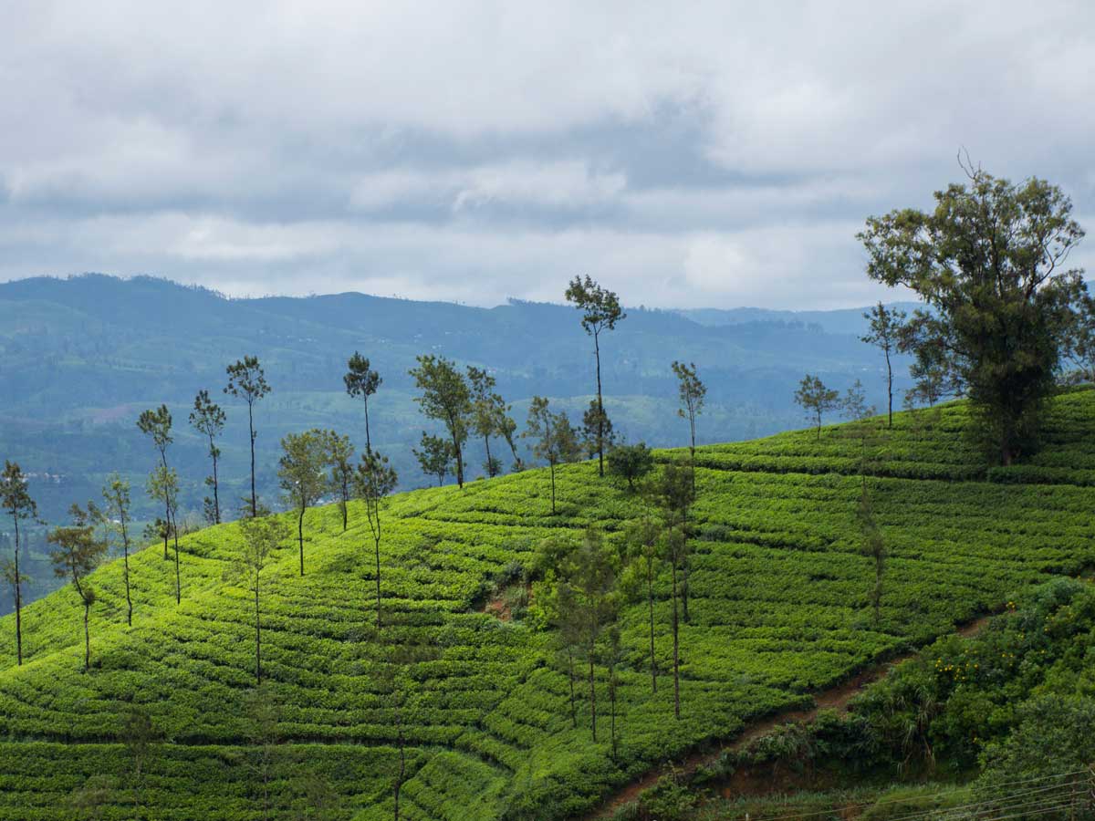 Ella to Nuwara Eliya by train