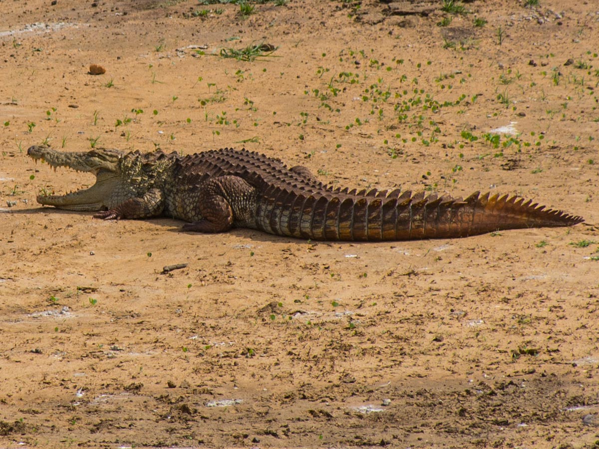 Crocodile at Yala National Park