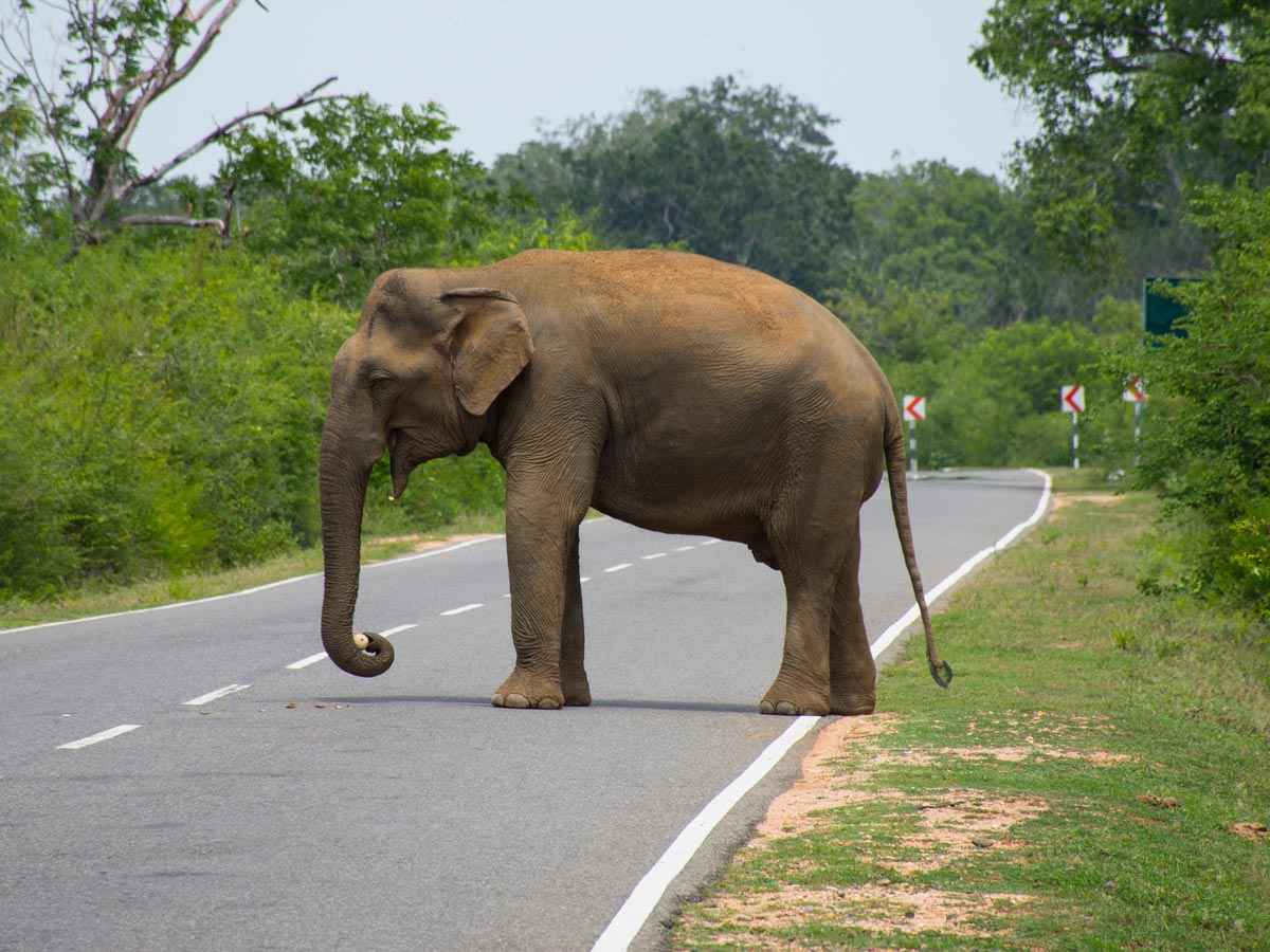 Elephant on the road at Yala National Park