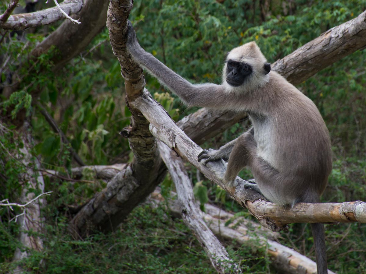 A grey Langur