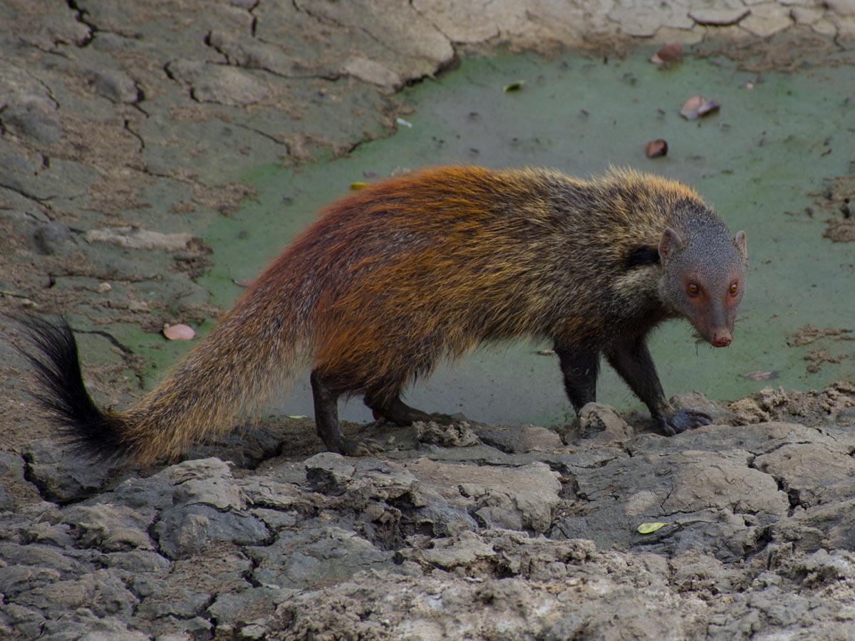 The mongoose that came right up to us