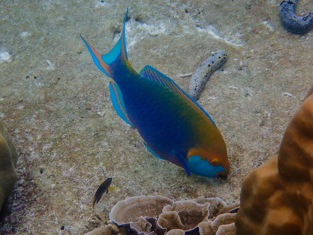 Parrot Fish at Koh Haa