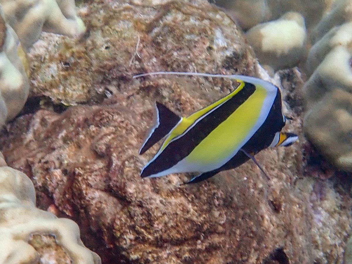 Moorish Idol at Koh Haa