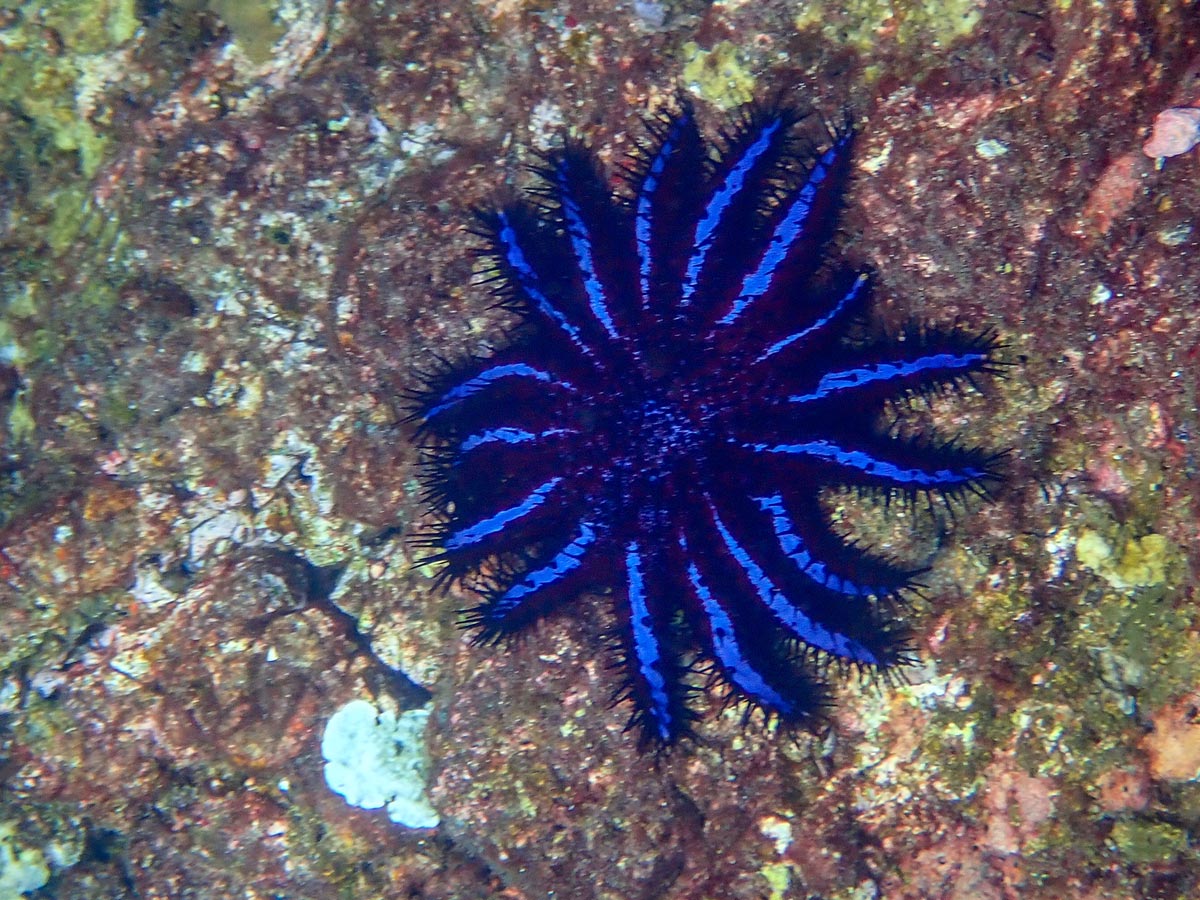 Crown of thorns Starfish at Koh Haa