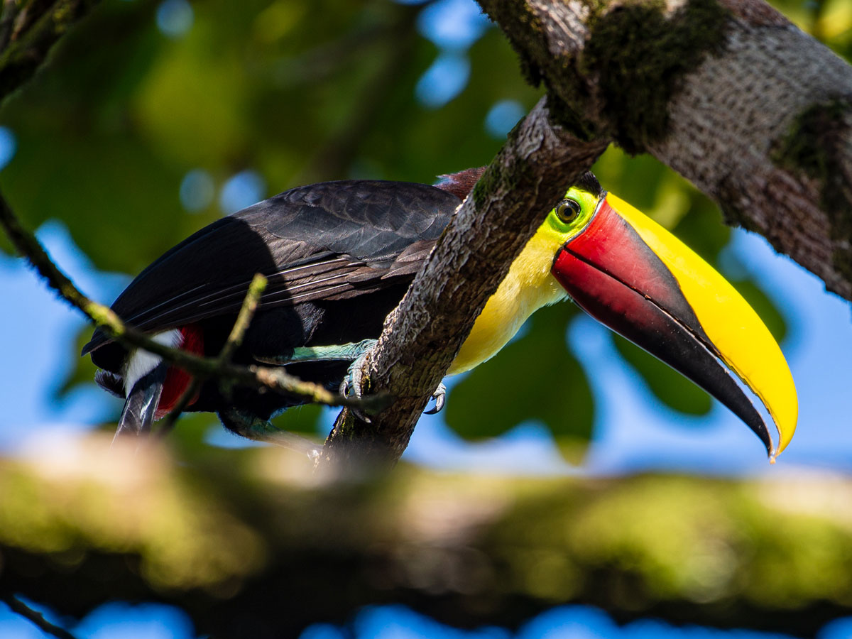 Yellow Throated Toucan, in the grounds of Tortuga Lodge & Gardens
