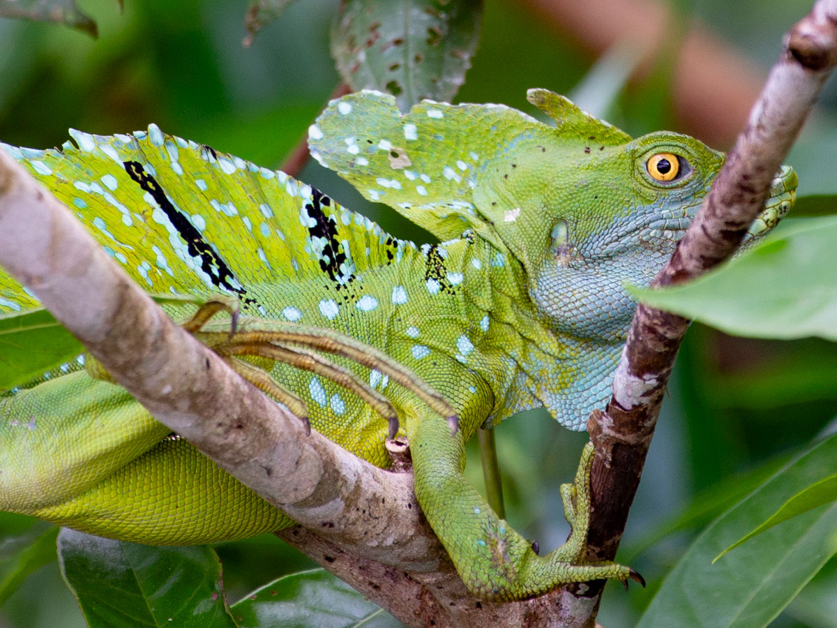 Male Common Basilisk Lizard, Tortuguero National Park