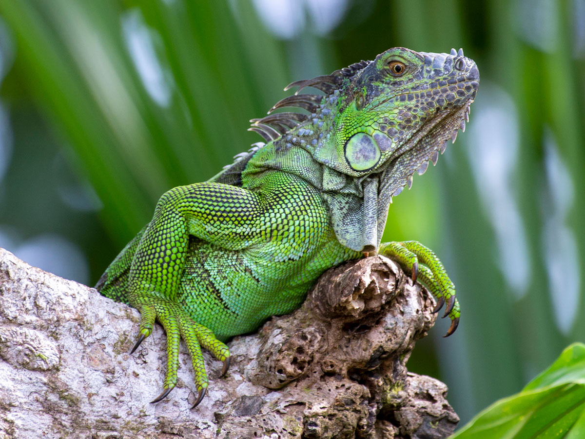 Green Iguana, Tortuguero National Park