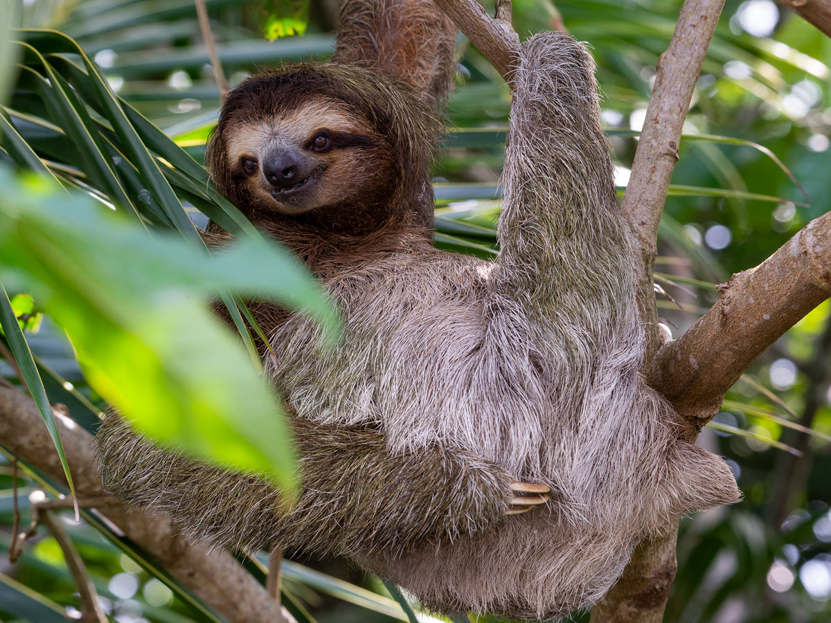 Female Three-toed Sloth, Tortuguero National Park