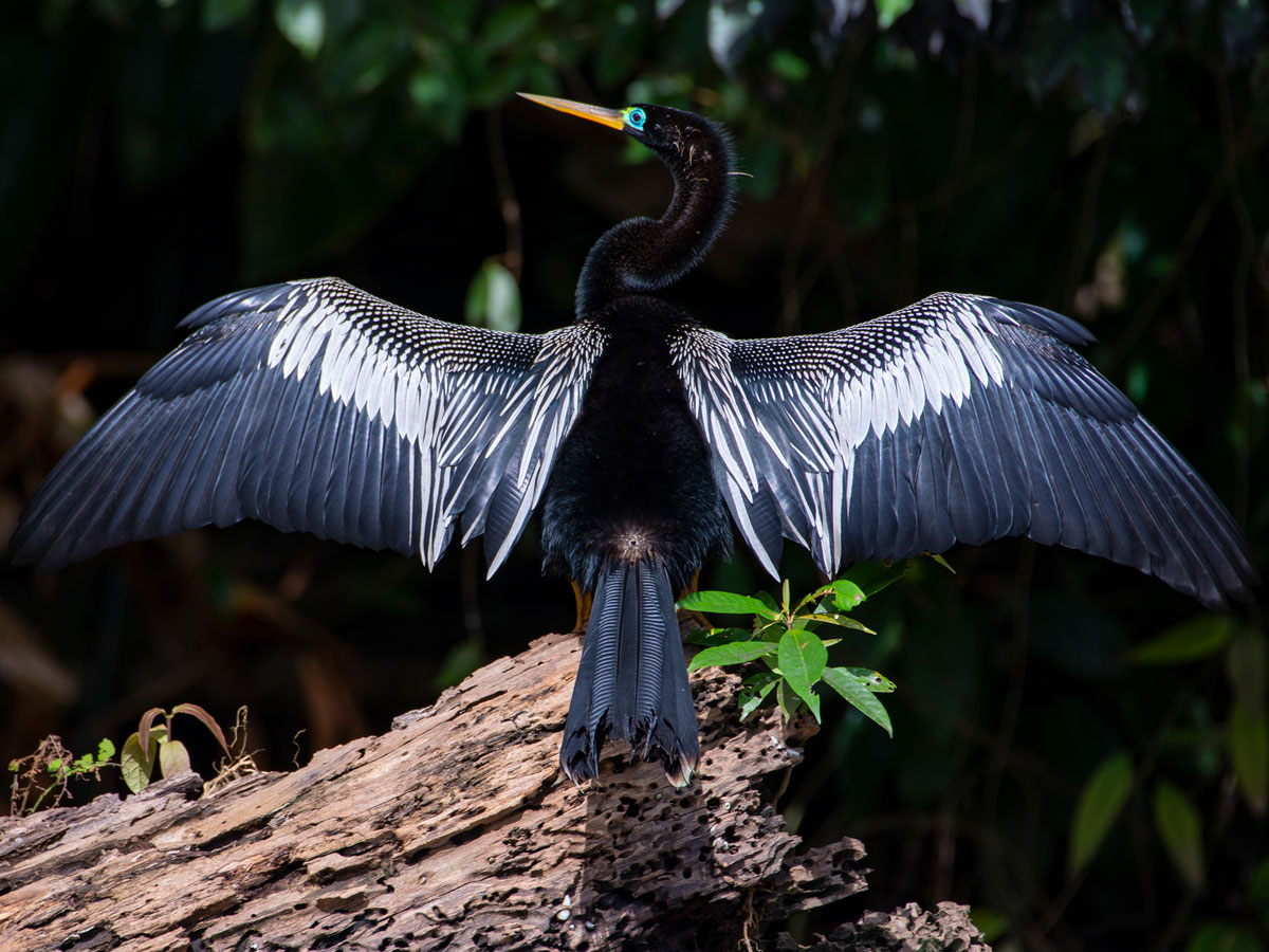 Anhinga, , Tortuguero National Park