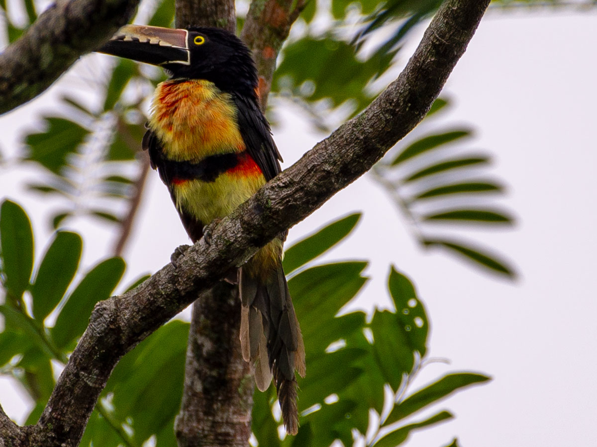 Collared Aracari at Tortuga Lodge & Gardens